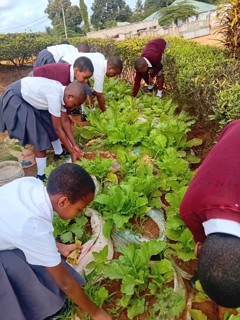 Students tending the school garden